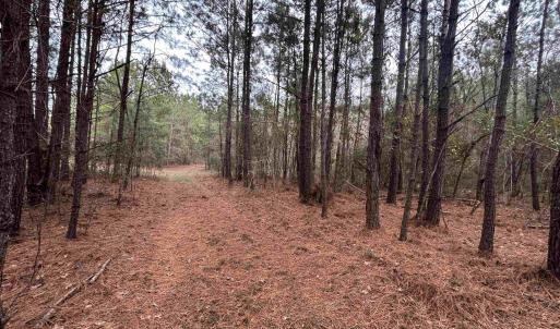 View of tree filled area