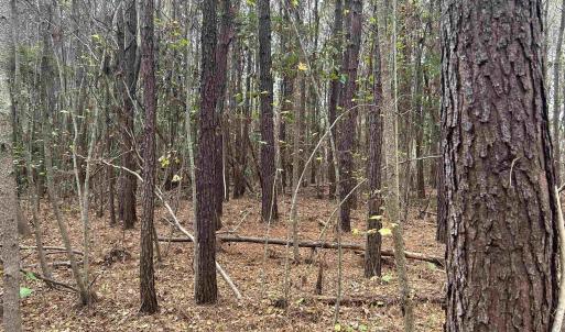 View of woods