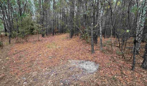 View of wooded area