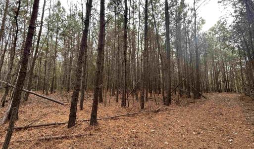 View of wooded area