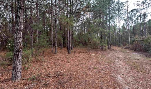 View of woods