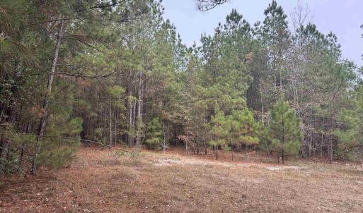 View of wooded area
