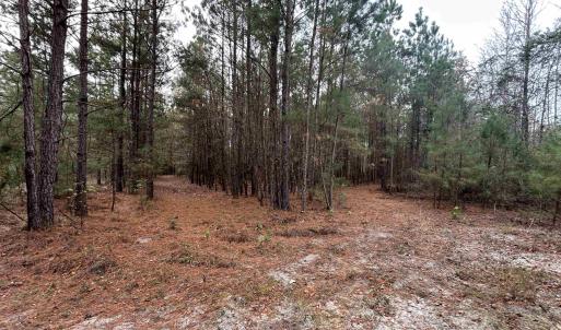 View of woods