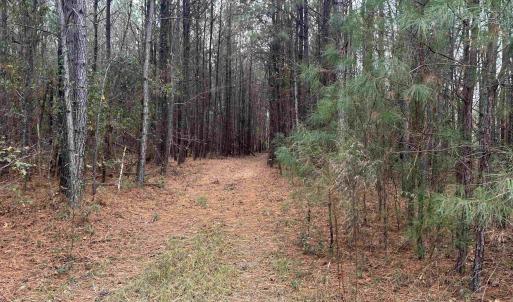 View of wooded area