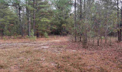 View of wooded area