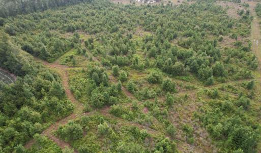 Photo #5 of 1335 Norwood Rd., Olanta, SC 80.0 acres