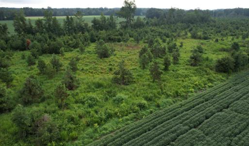 Photo #3 of 1335 Norwood Rd., Olanta, SC 80.0 acres