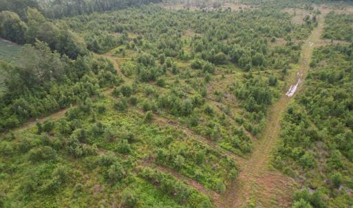 Photo #4 of 1335 Norwood Rd., Olanta, SC 80.0 acres