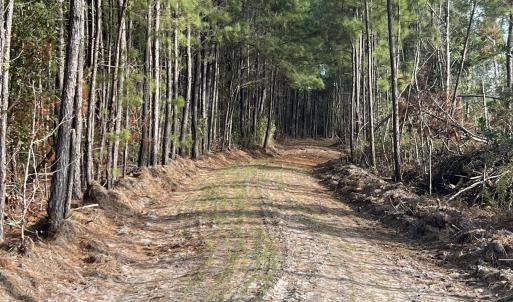 Photo #13 of Easler Hwy, Greeleyville, SC 178.0 acres