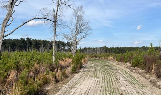 Photo #12 of Easler Hwy, Greeleyville, SC 178.0 acres