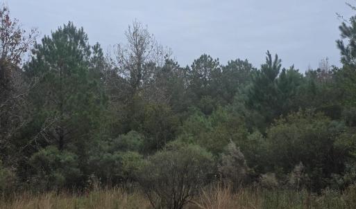 Photo #5 of 4339 Randall Rd., Conway, SC 3.5 acres