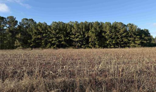 Photo #2 of TBD Thomas Dr., Kingstree, SC 1.1 acres