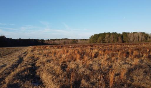 Photo #7 of 5441 Carolina Rd., Green Sea, SC 8.3 acres