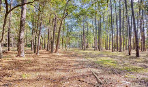 View of yard with a view of trees