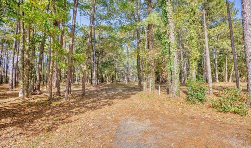 View of street with a forest view