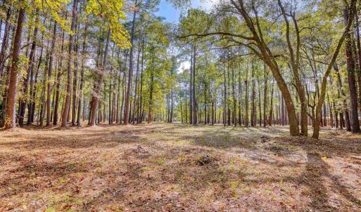 View of tree filled area
