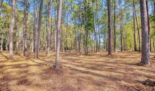View of tree filled area