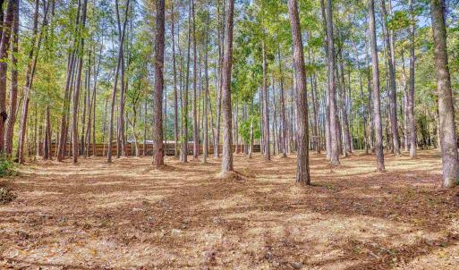 View of yard with a view of trees