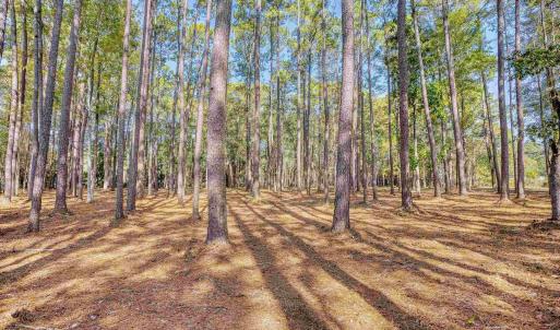 View of yard featuring a forest view