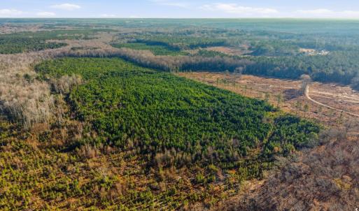 Aerial view of a forest