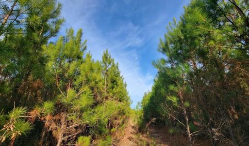View of tree filled area