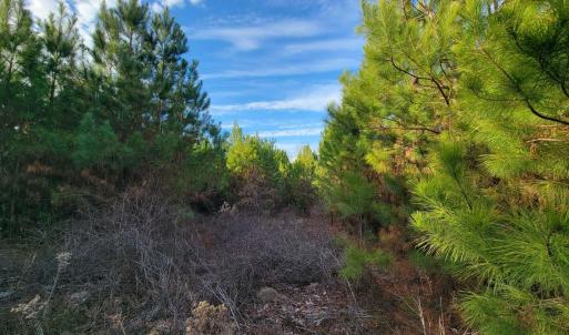 View of undeveloped land