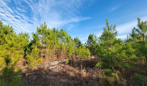 Photo #27 of TBD Highway 34, Bishopville, SC 92.7 acres