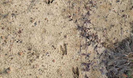 Photo #26 of TBD Highway 34, Bishopville, SC 92.7 acres