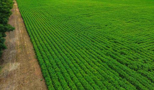 Photo #8 of Nc 581, Bailey, NC 284.9 acres