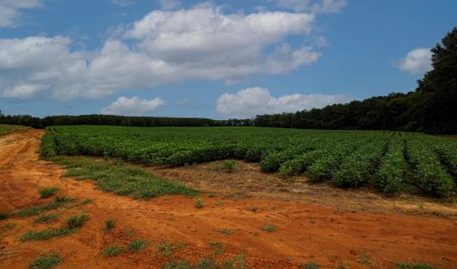 Photo #42 of Nc 581, Bailey, NC 284.9 acres