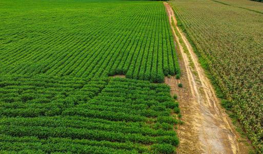 Photo #7 of Nc 581, Bailey, NC 284.9 acres