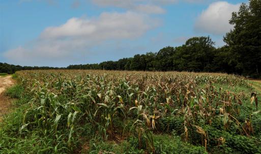 Photo #40 of Nc 581, Bailey, NC 284.9 acres