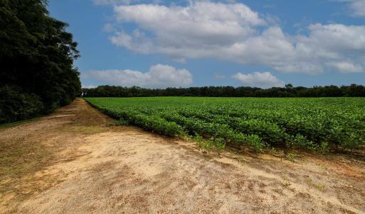 Photo #39 of Nc 581, Bailey, NC 284.9 acres