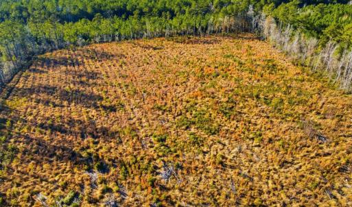 Drone / aerial view of a forest