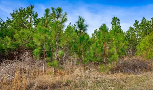 Photo #12 of McKays Bridge Rd., Dillon, SC 370.0 acres