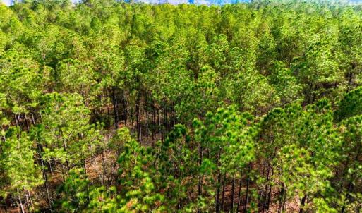 Photo #14 of Acreage Highway 45, Loris, SC 127.0 acres