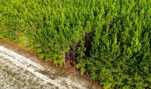 Photo #9 of Acreage Highway 45, Loris, SC 127.0 acres