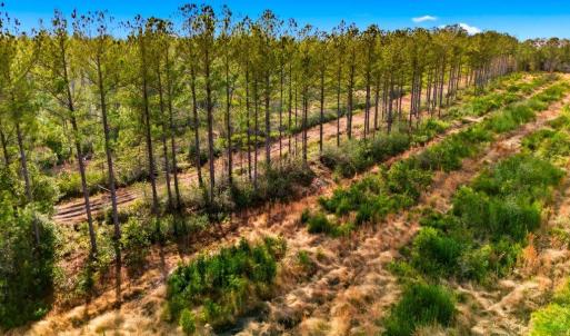 Photo #21 of Acreage Highway 45, Loris, SC 127.0 acres