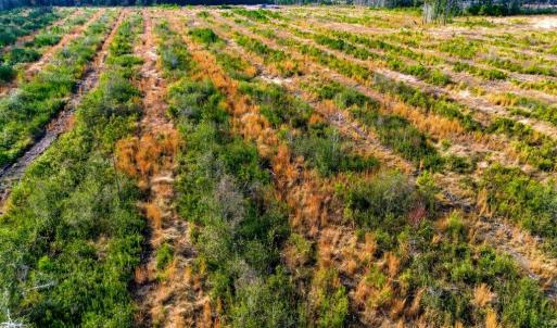 Photo #20 of Acreage Highway 45, Loris, SC 127.0 acres