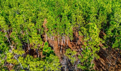 Photo #16 of Acreage Highway 45, Loris, SC 127.0 acres