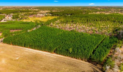 Photo #7 of Acreage Highway 45, Loris, SC 127.0 acres
