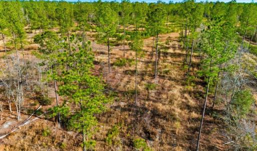 Photo #10 of Acreage Highway 45, Loris, SC 127.0 acres