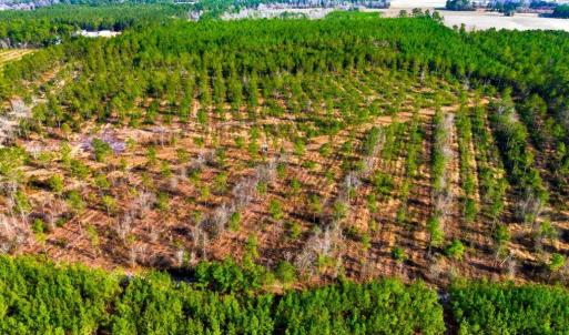 Photo #9 of Acreage Highway 45, Loris, SC 127.0 acres