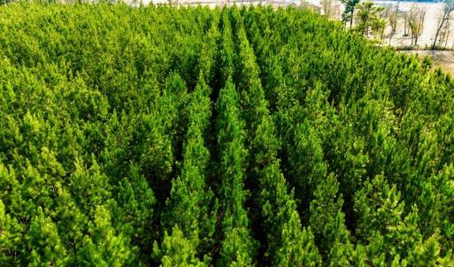 Photo #8 of Acreage Highway 45, Loris, SC 127.0 acres