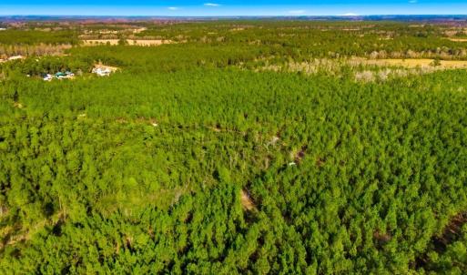 Photo #13 of Acreage Highway 45, Loris, SC 127.0 acres