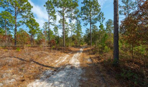 View of street with a forest view