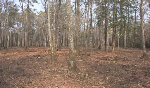 View of tree filled area