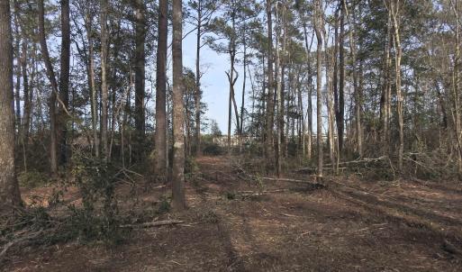 View of local wilderness