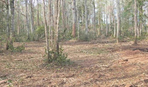 View of local wilderness