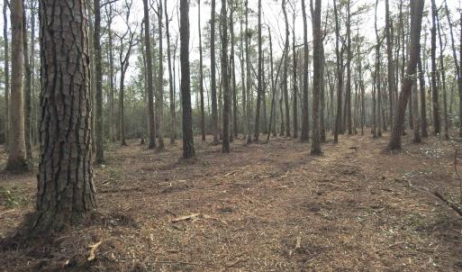 View of tree filled area